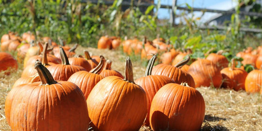 orange pumpkins on brown grass field during daytime